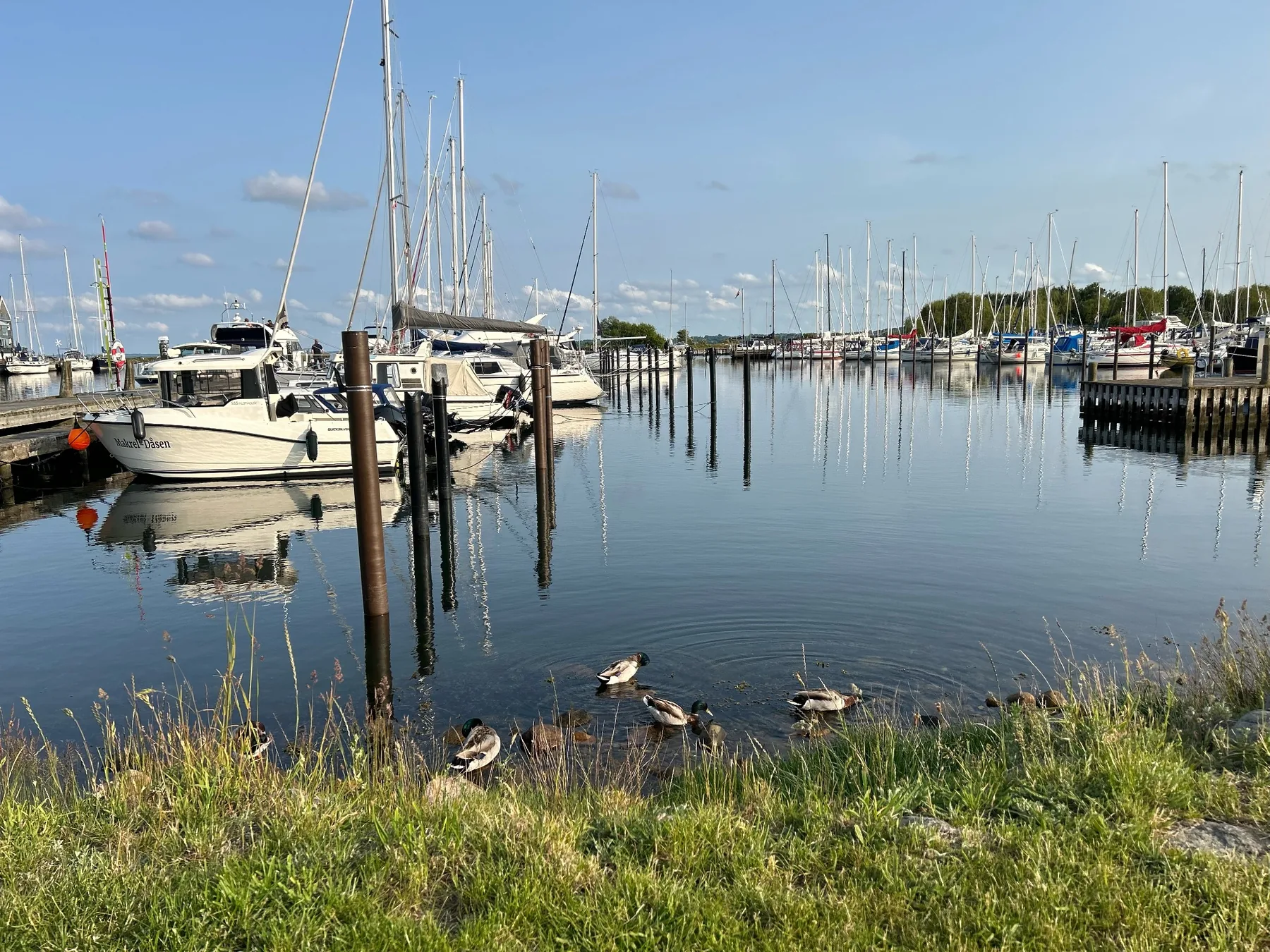 Havn med både, vand og ænder i Odsherred
